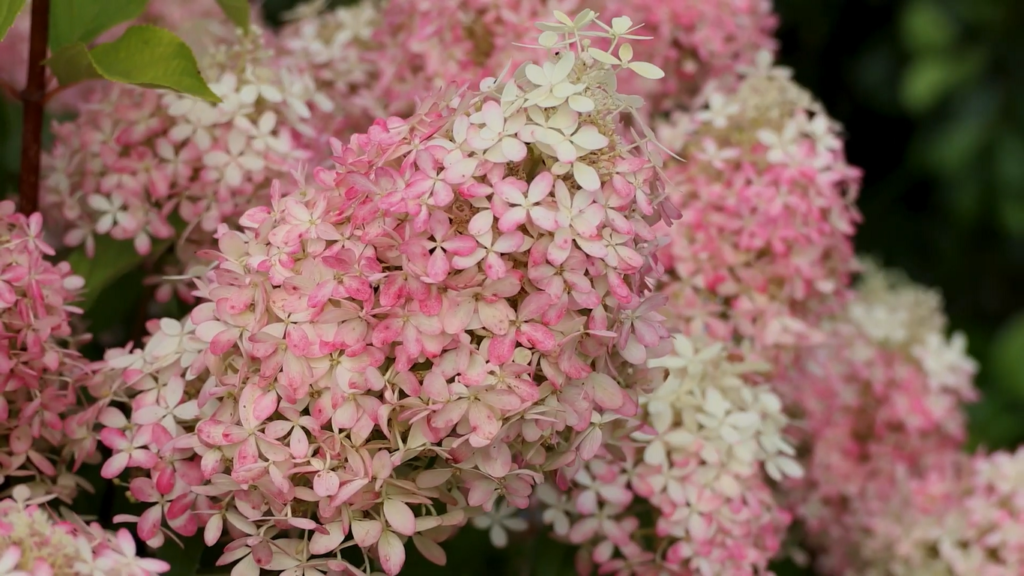 Hydrangea paniculata Royal Flower