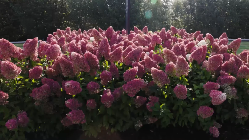 hydrangea strawberry blossom