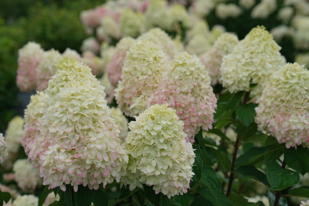 hydrangea paniculata