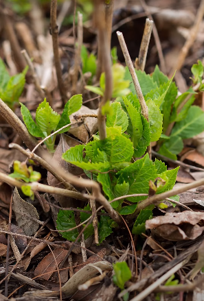 Prune remontant Hydrangea macrophylla