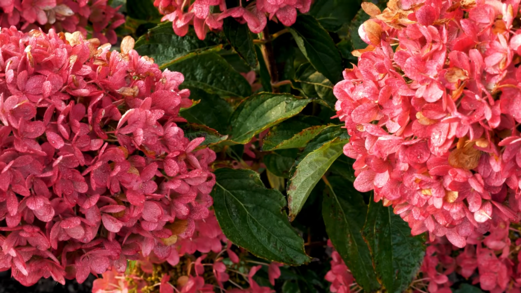 Hydrangea living raspberry pink