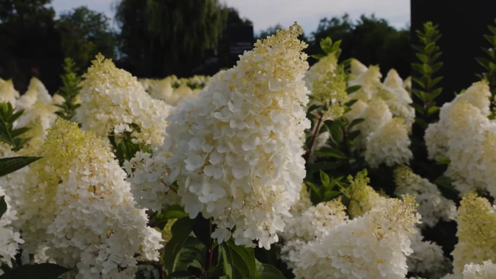 hydrangea strawberry blossom