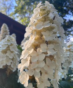 Audubon Native Oakleaf hydrangea