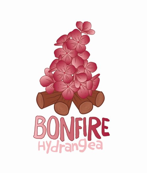 Hydrangea paniculata Bonfire