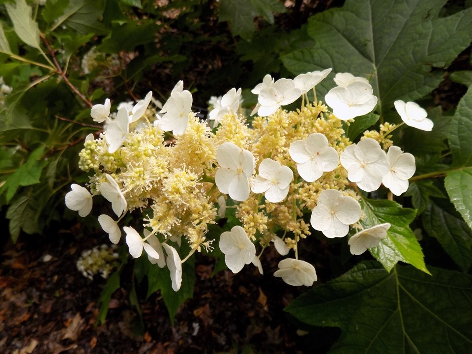 Hydrangea quercifolia Sike's Dwarf