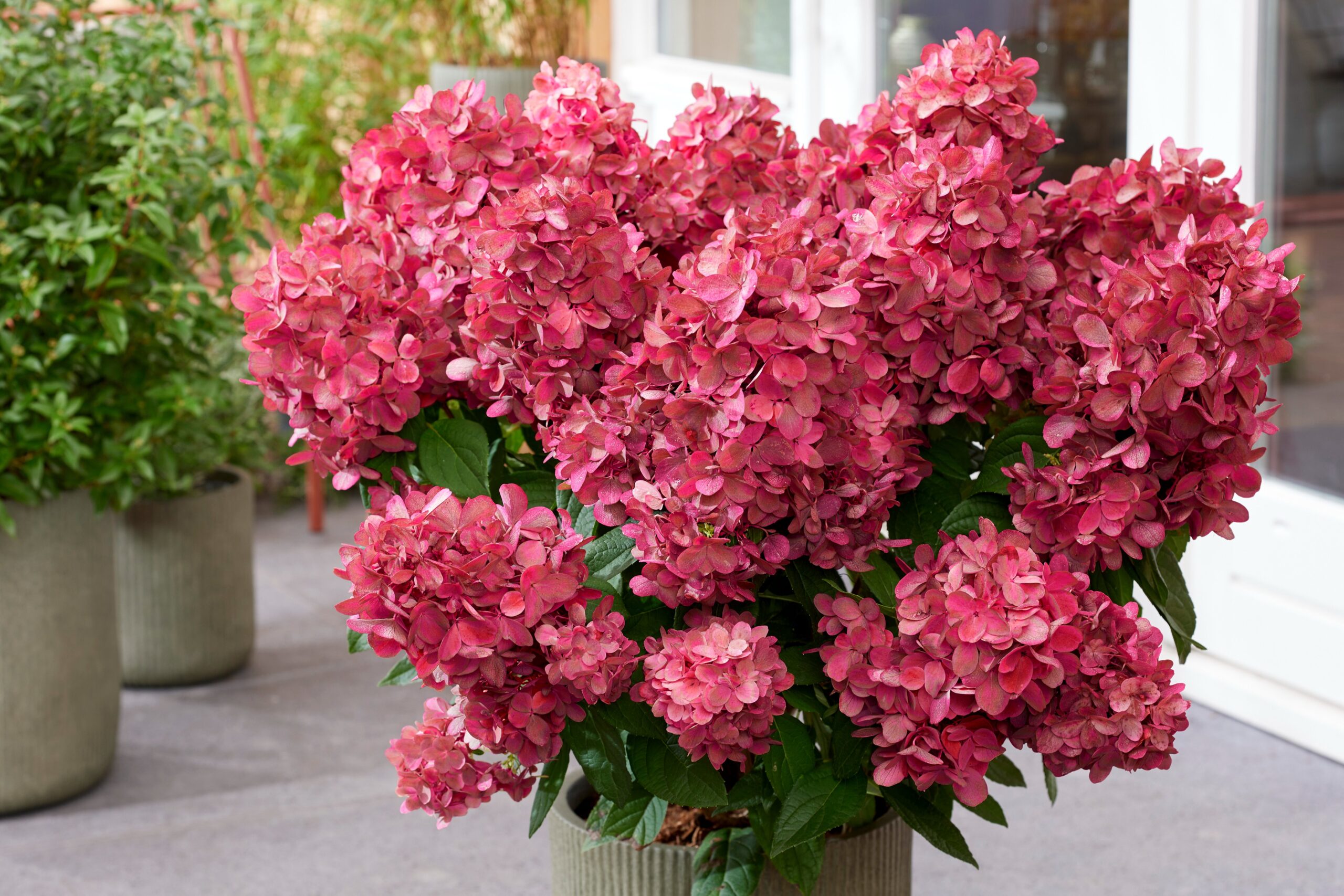 Hydrangea paniculata Bonfire