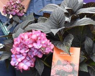 Hydrangea First Editions Eclipse