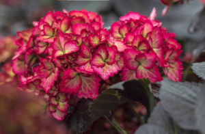 Hydrangea First Editions Eclipse