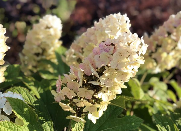 Hydrangea oakleaf Gatsby Gal