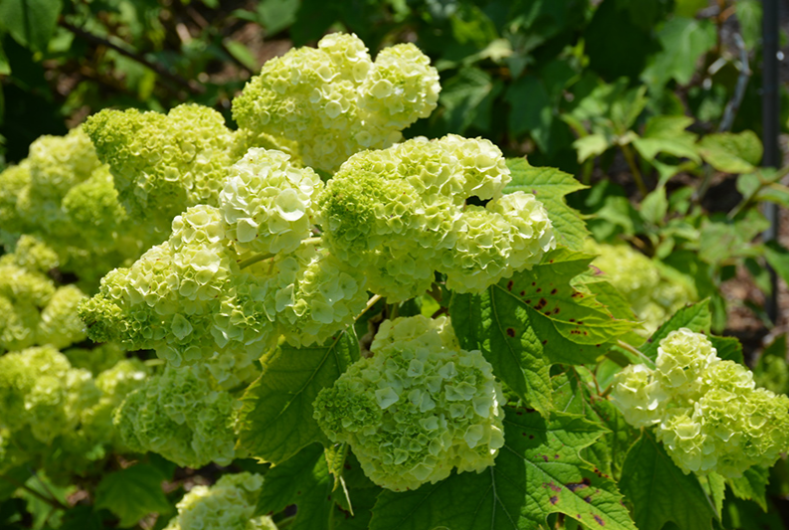 Hydrangea quercifolia Gatsby Moon - Brother Edward 2