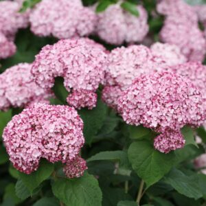 Hydrangea sweet annabelle Incrediball Blush2