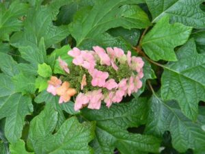 Hydrangea quercifolia Alice