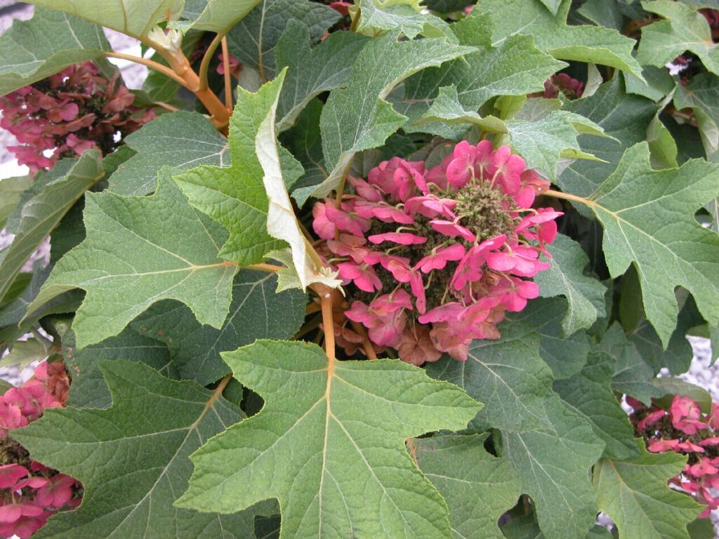 Hydrangea quercifolia Munchkin