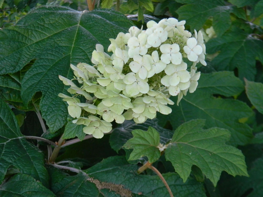 Hydrangea quercifolia Alice