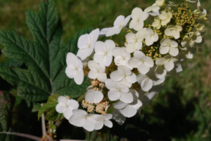 Hydrangea guercifolia Snow Queen