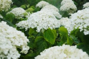 Hydrangea arborescens Golden annabelle2