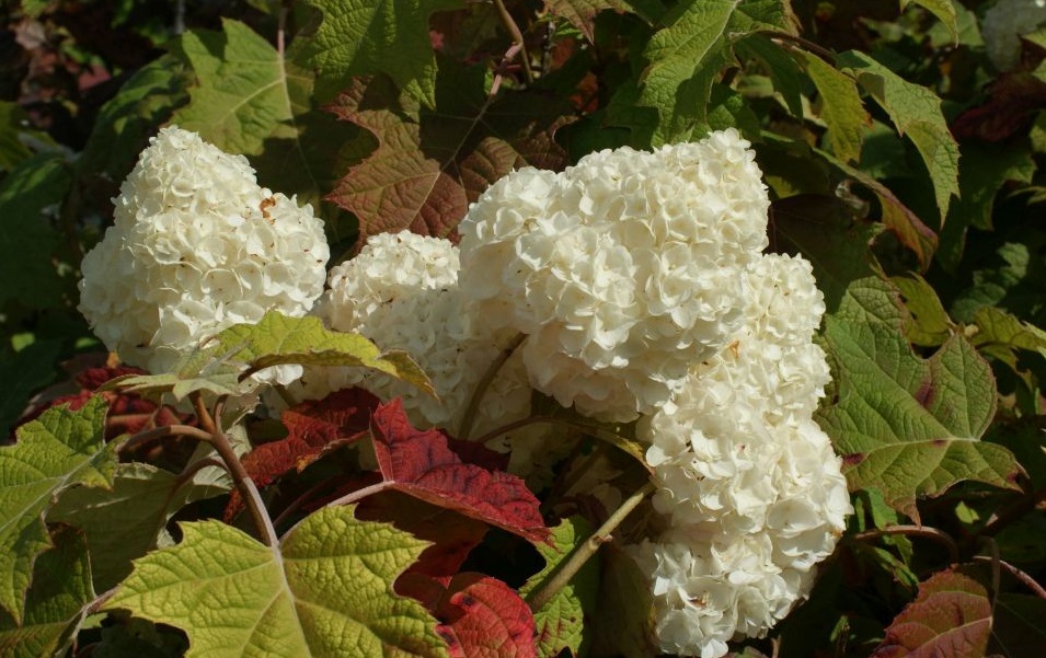 Hydrangea quercifolia Harmony