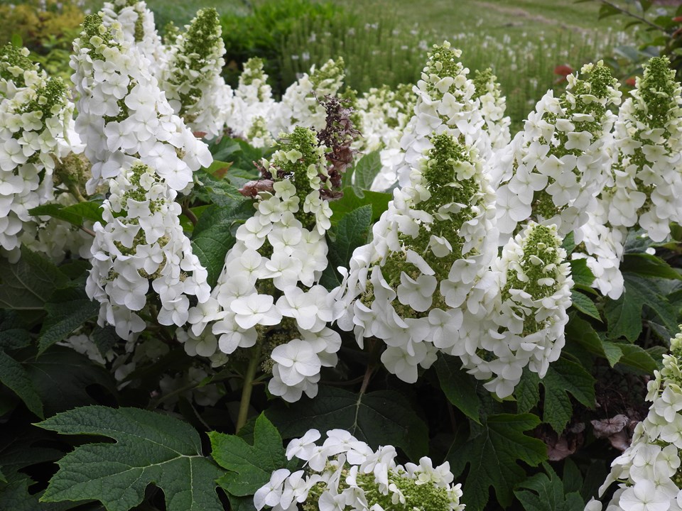 Hydrangea quercifolia Ruby Slippers