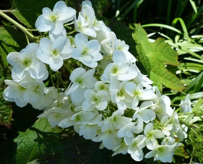 Hydrangea Quercifolia Snow Giant 3