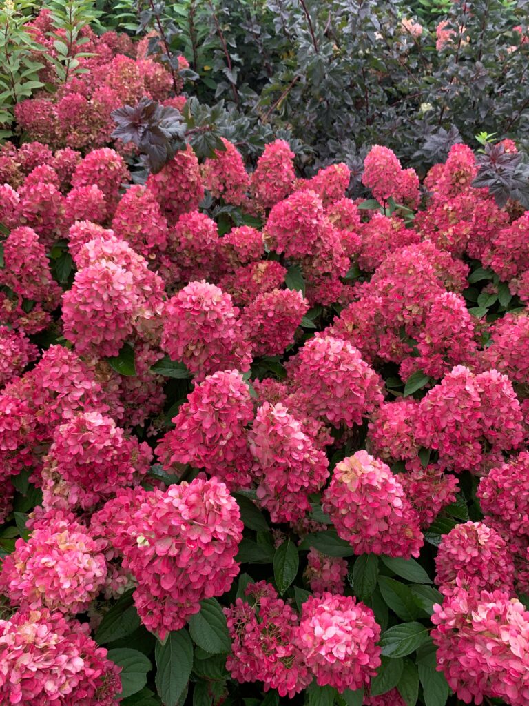 Hydrangea paniculata Bonfire