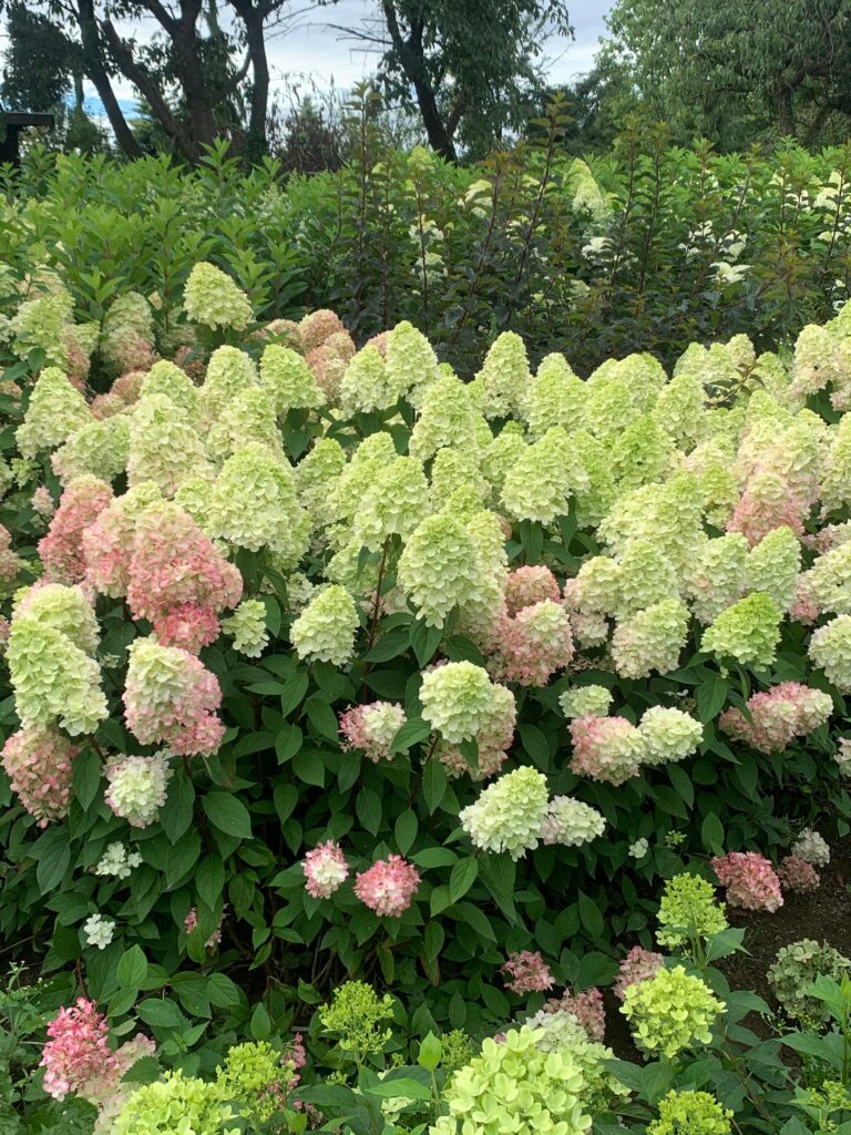 Hydrangea paniculata Bonfire