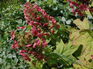 Hydrangea quercifolia Amethyst