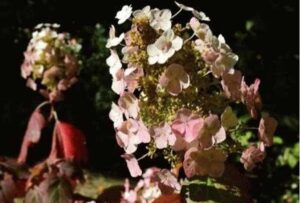 hydrangea quercifolia Burgundy