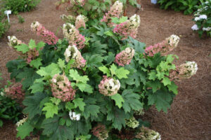 Hydrangea quercifolia Jetstream 4