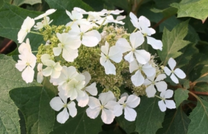 hydrangea quercifolia Ice Crystal