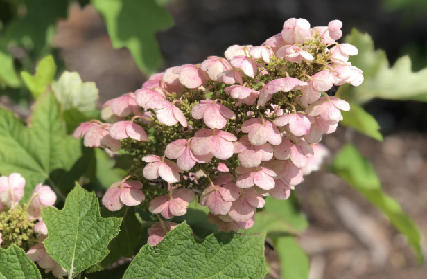 Hydrangea quercifolia Gatsby Pink JoAnn 1