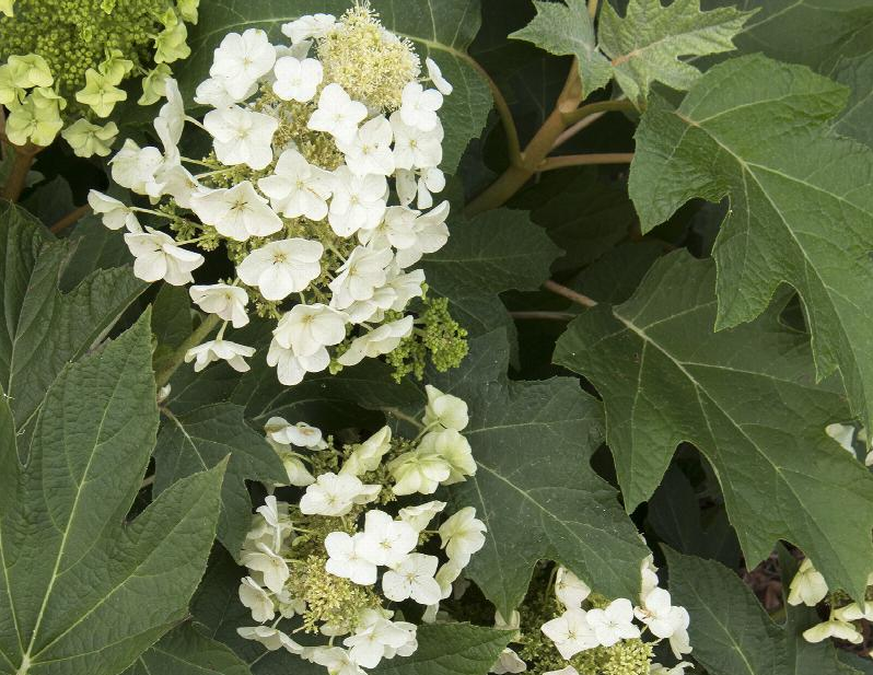 Hydrangea quercifolia Munchkin