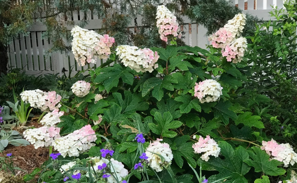 Hydrangea quercifolia Ruby Slippers