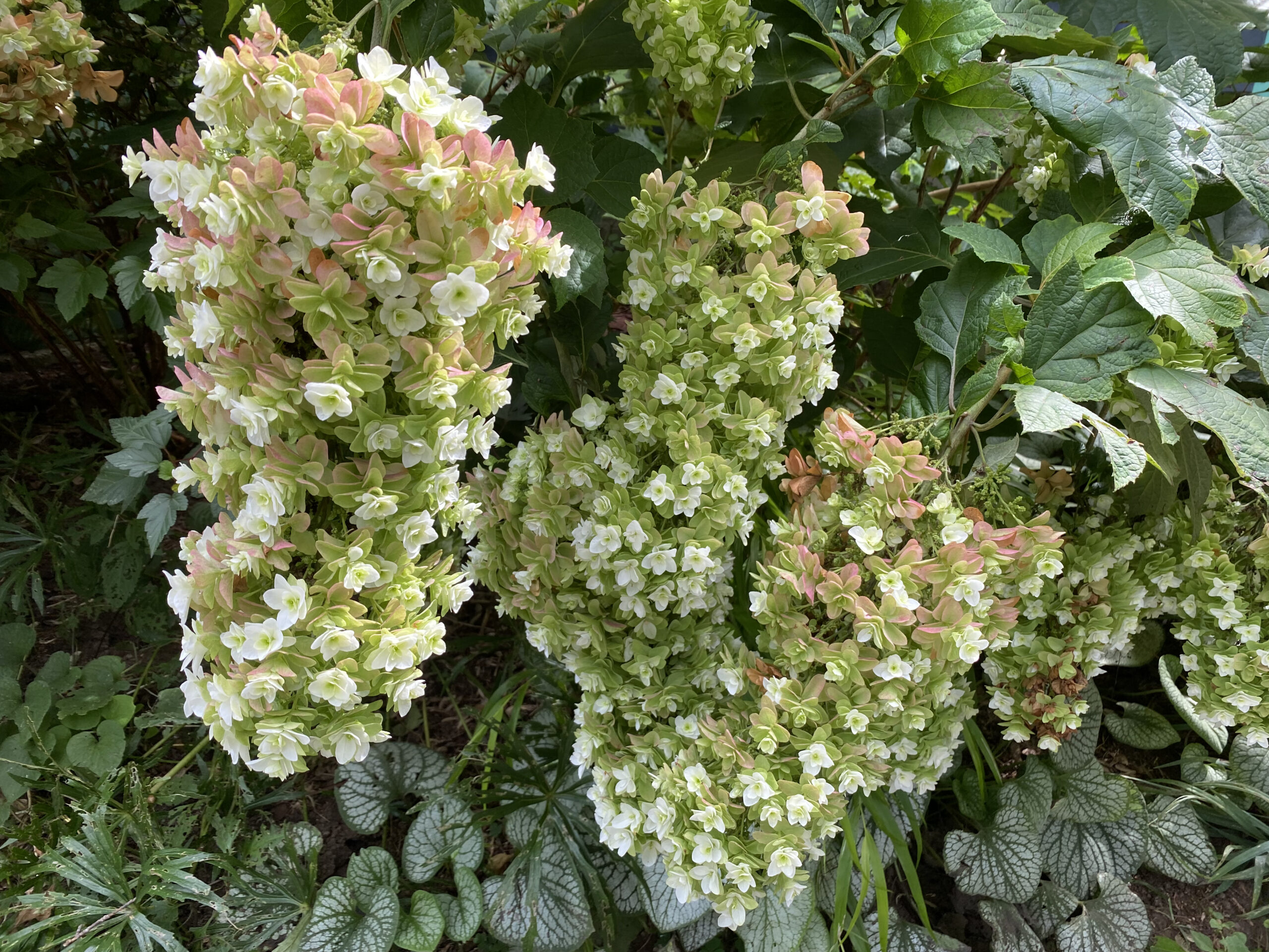 Hydrangea quercifolia Snowcicle 1