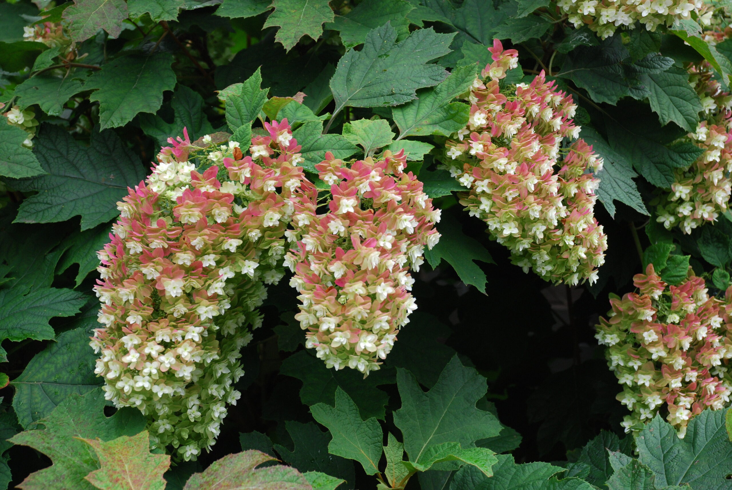 Hydrangea quercifolia Snow flake