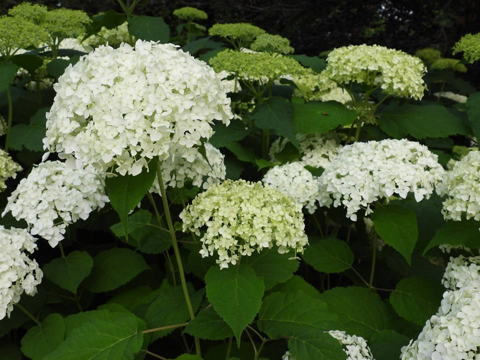 Hydrangea arborescens Grandiflora