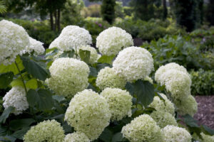 Hydrangea arborescens Incrediball Abetwo Strong Annabelle