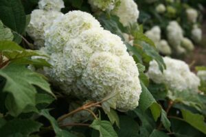 Hydrangea quercifolia Harmony