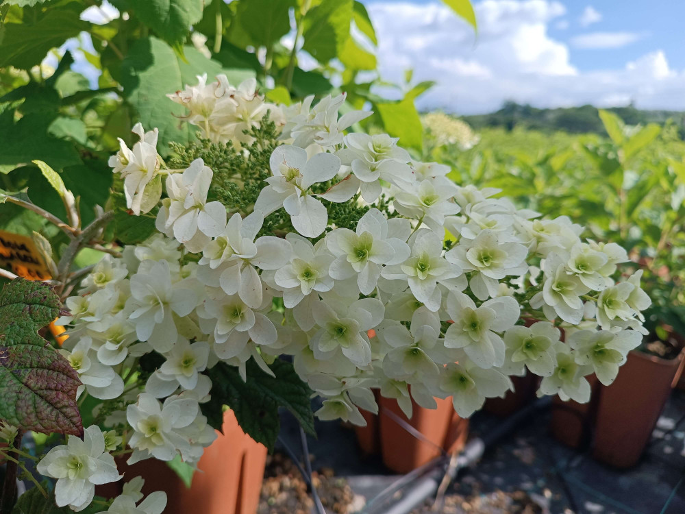 Hydrangea quercifolia Snowflake