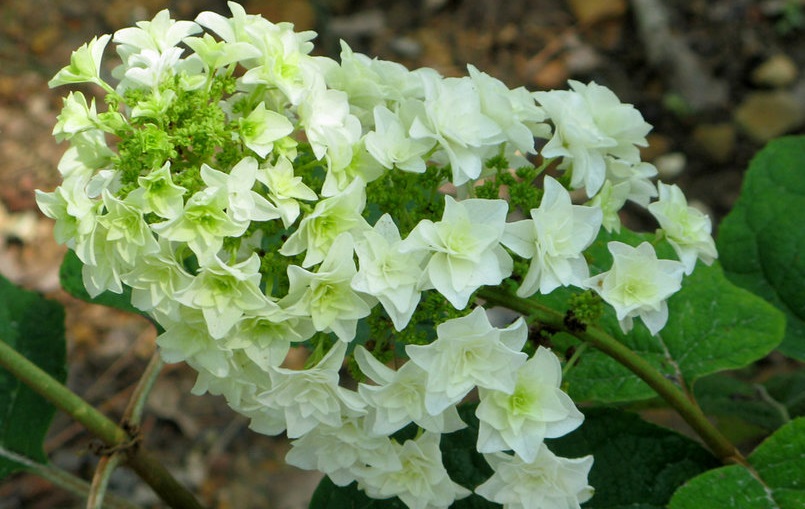 Hydrangea quercifolia Gatsby Star Doughill 2