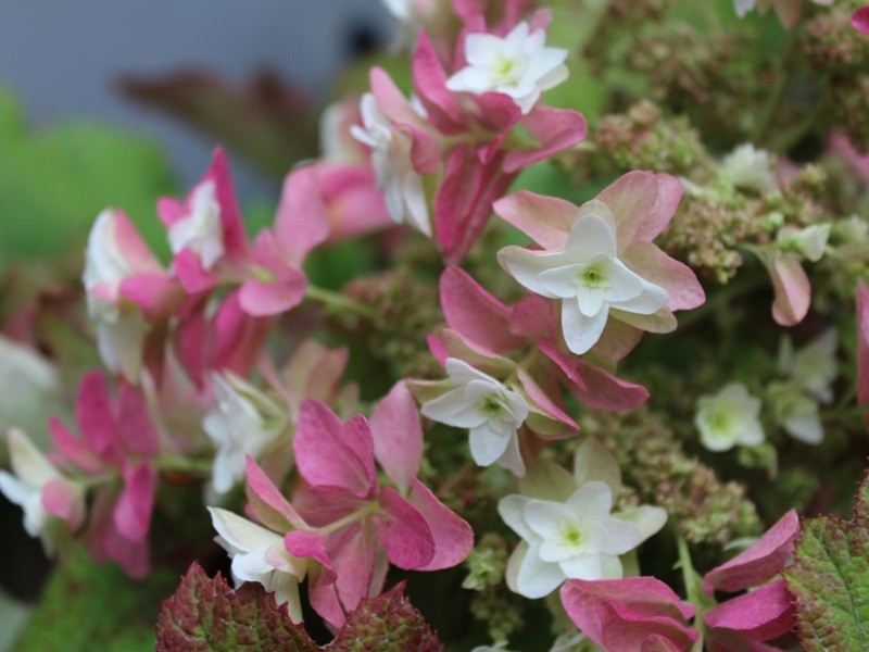 Hydrangea oakleaf Snowflake