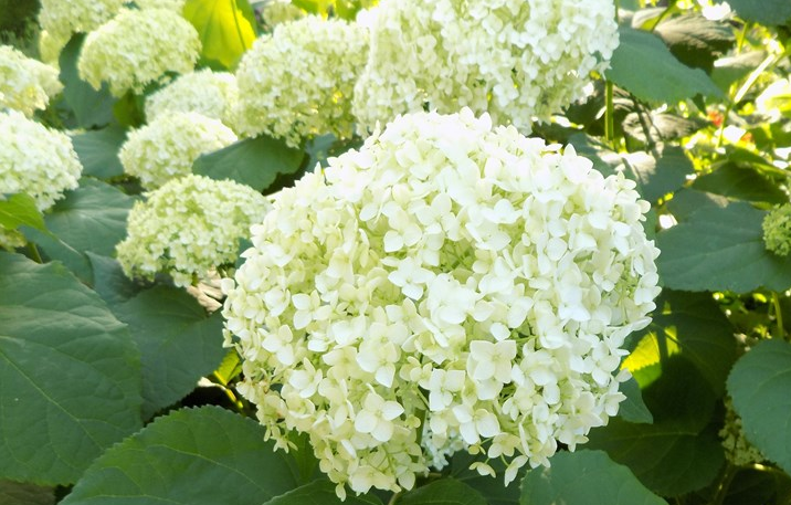 Hydrangea arborescens Annabelle 2