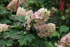 Hydrangea quercifolia Applause 2