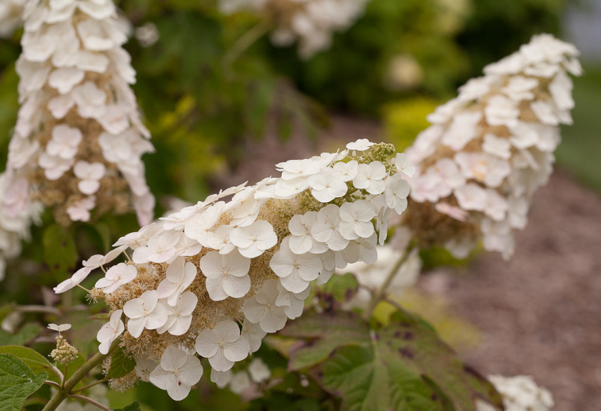 Hydrangea quercifolia Gatsby Gal Brenhill 3