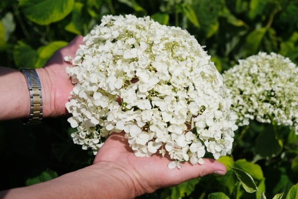 Hydrangea arborescens Golden annabelle1