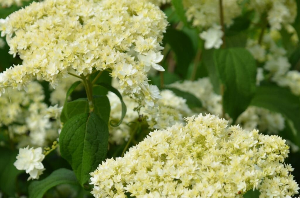 Hydrangea Hayes Starburst3