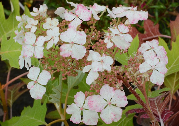 hydrangea quercifolia Ice Crystal