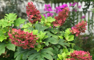 Hydrangea quercifolia Ruby Slippers