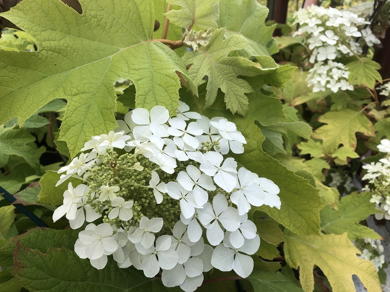 Hydrangea quercifolia Little Honey