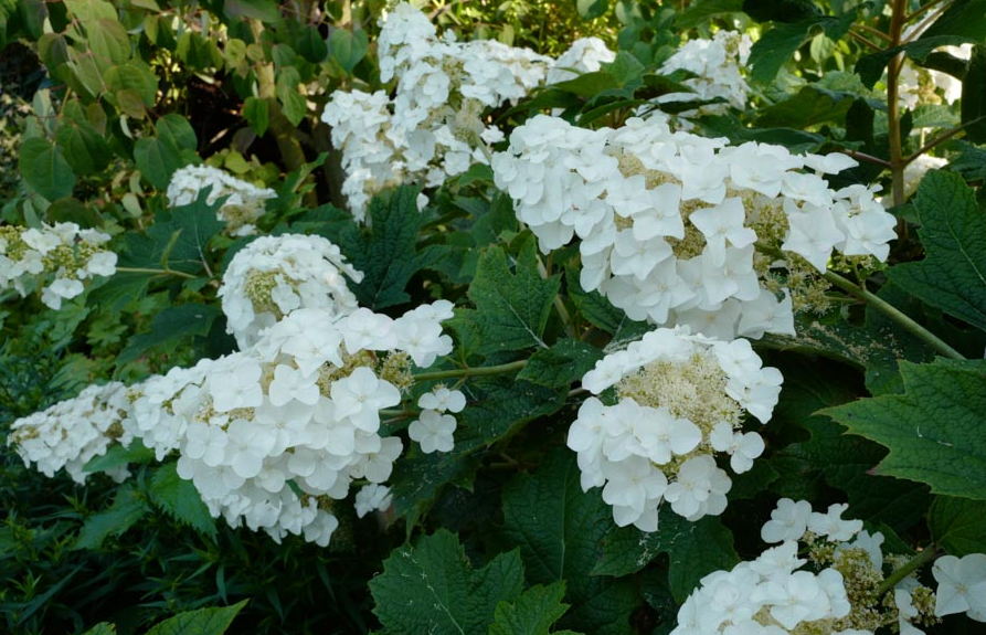 hydrangea quercifolia Burgundy