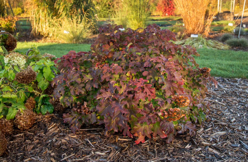 Hydrangea quercifolia Jetstream 3